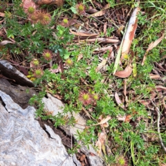 Acaena novae-zelandiae at Hackett, ACT - 16 Jan 2023