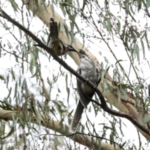 Eudynamys orientalis at Higgins, ACT - 16 Jan 2023