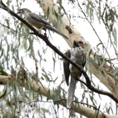 Eudynamys orientalis at Higgins, ACT - 16 Jan 2023 11:42 AM