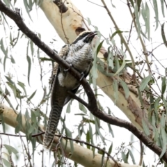 Eudynamys orientalis at Higgins, ACT - 16 Jan 2023