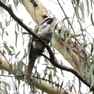 Eudynamys orientalis at Higgins, ACT - 16 Jan 2023