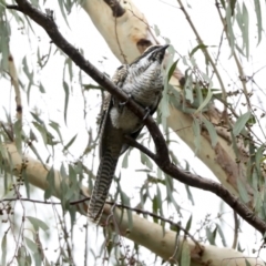 Eudynamys orientalis at Higgins, ACT - 16 Jan 2023 11:42 AM