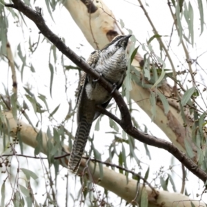 Eudynamys orientalis at Higgins, ACT - 16 Jan 2023