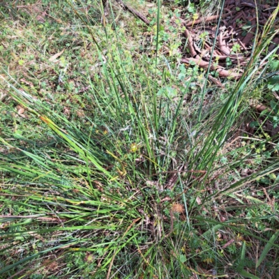 Lepidosperma laterale (Variable Sword Sedge) at Hackett, ACT - 16 Jan 2023 by abread111