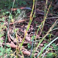 Lepidosperma laterale at Hackett, ACT - 16 Jan 2023 10:00 AM