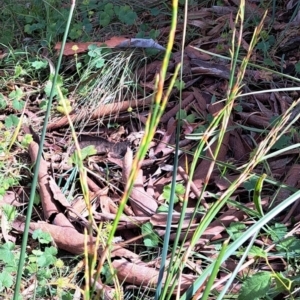 Lepidosperma laterale at Hackett, ACT - 16 Jan 2023