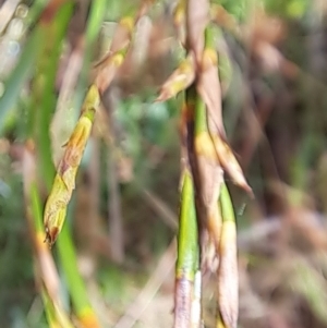 Lepidosperma laterale at Hackett, ACT - 16 Jan 2023