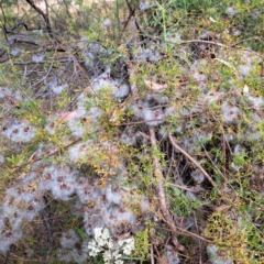 Clematis leptophylla (Small-leaf Clematis, Old Man's Beard) at Mount Majura - 15 Jan 2023 by abread111