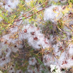 Clematis leptophylla at Hackett, ACT - 16 Jan 2023 09:56 AM