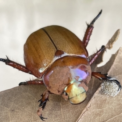 Anoplognathus montanus (Montane Christmas beetle) at Majura, ACT - 16 Jan 2023 by OhLittleSpark
