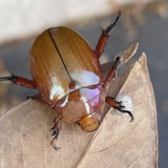 Anoplognathus montanus at Majura, ACT - 16 Jan 2023 06:02 PM