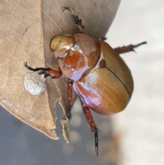 Anoplognathus montanus at Majura, ACT - 16 Jan 2023 06:02 PM