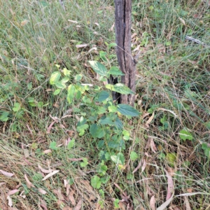 Celtis australis at Hackett, ACT - 16 Jan 2023