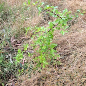 Pyracantha fortuneana at Hackett, ACT - 16 Jan 2023 09:25 AM