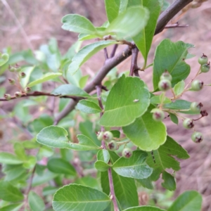 Pyracantha fortuneana at Hackett, ACT - 16 Jan 2023 09:25 AM