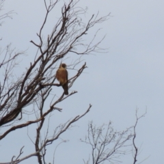 Falco longipennis at Banks, ACT - 16 Jan 2023 12:25 PM