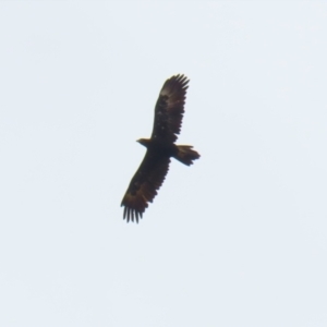 Aquila audax at Paddys River, ACT - 16 Jan 2023