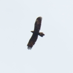 Aquila audax (Wedge-tailed Eagle) at Paddys River, ACT - 16 Jan 2023 by RodDeb