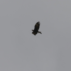 Aquila audax at Paddys River, ACT - 16 Jan 2023