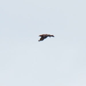 Aquila audax at Paddys River, ACT - 16 Jan 2023