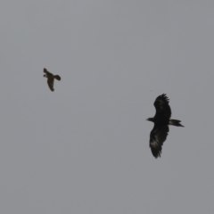 Aquila audax at Paddys River, ACT - 16 Jan 2023