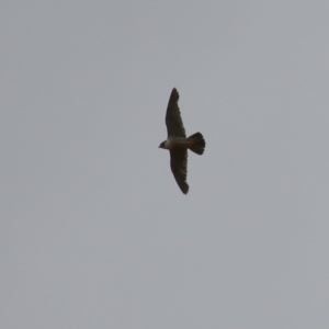 Falco peregrinus at Paddys River, ACT - 16 Jan 2023 01:43 PM