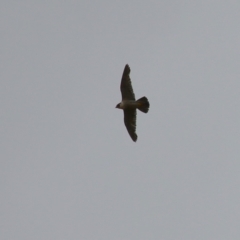 Falco peregrinus (Peregrine Falcon) at Paddys River, ACT - 16 Jan 2023 by RodDeb