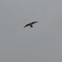 Falco peregrinus at Paddys River, ACT - 16 Jan 2023 01:43 PM