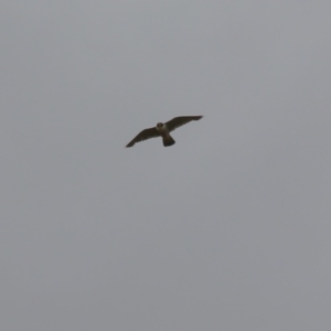 Falco peregrinus at Paddys River, ACT - 16 Jan 2023
