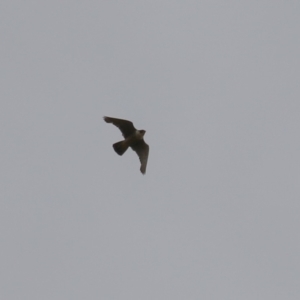 Falco peregrinus at Paddys River, ACT - 16 Jan 2023 01:43 PM