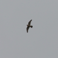 Falco peregrinus at Paddys River, ACT - 16 Jan 2023 01:43 PM