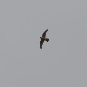 Falco peregrinus at Paddys River, ACT - 16 Jan 2023 01:43 PM