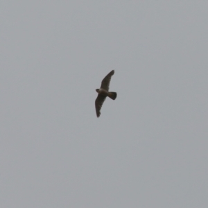 Falco peregrinus at Paddys River, ACT - 16 Jan 2023