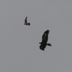 Falco peregrinus at Paddys River, ACT - 16 Jan 2023 01:43 PM