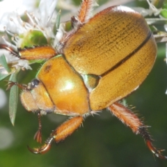 Anoplognathus hirsutus (Hirsute Christmas beetle) at Lower Cotter Catchment - 14 Jan 2023 by Harrisi