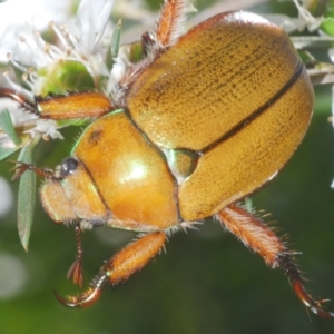 Anoplognathus hirsutus at Cotter River, ACT - 14 Jan 2023