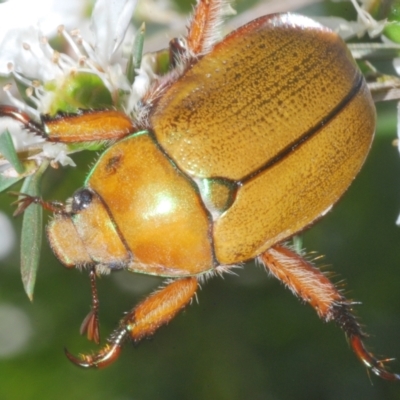 Anoplognathus hirsutus (Hirsute Christmas beetle) at Cotter River, ACT - 14 Jan 2023 by Harrisi