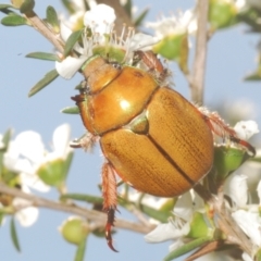 Anoplognathus hirsutus at Cotter River, ACT - 14 Jan 2023