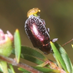 Edusella sp. (genus) (A leaf beetle) at Black Mountain - 15 Jan 2023 by Harrisi