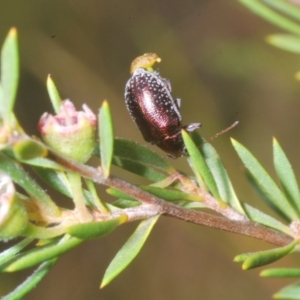 Edusella sp. (genus) at Molonglo Valley, ACT - 15 Jan 2023 05:49 PM