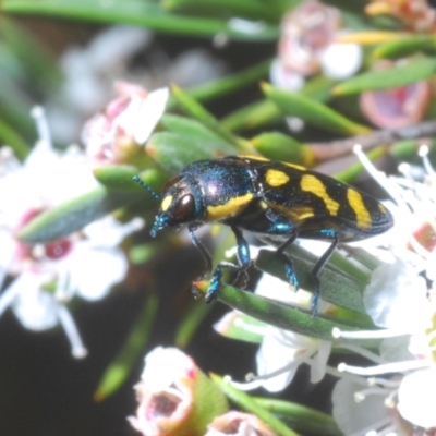 Castiarina octospilota (A Jewel Beetle) at Molonglo Valley, ACT - 15 Jan 2023 by Harrisi