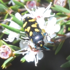 Castiarina octospilota at Molonglo Valley, ACT - 15 Jan 2023