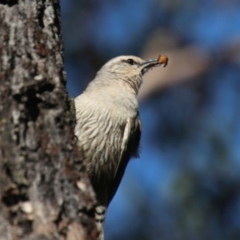 Climacteris picumnus victoriae (Brown Treecreeper) at Wollondilly Local Government Area - 18 Oct 2022 by JanHartog