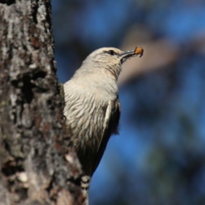 Climacteris picumnus victoriae (Brown Treecreeper) at Wollondilly Local Government Area - 18 Oct 2022 by JanHartog