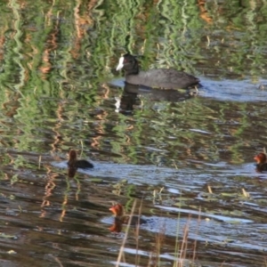 Fulica atra at Alpine, NSW - 9 Oct 2022