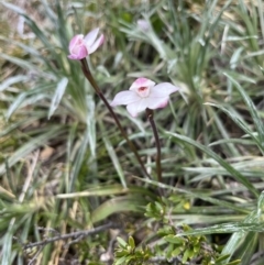 Caladenia alpina (Mountain Caps) at Kosciuszko National Park - 7 Jan 2023 by dgb900