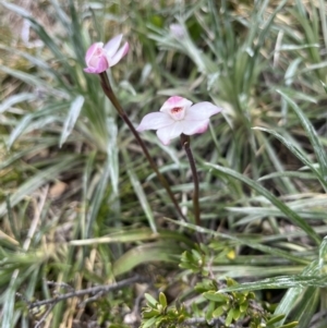 Caladenia alpina at Kosciuszko National Park, NSW - 7 Jan 2023