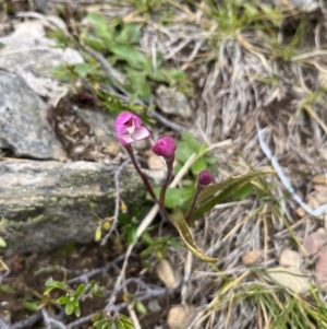 Caladenia alpina at Kosciuszko National Park, NSW - suppressed