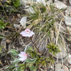 Caladenia alpina at Kosciuszko National Park, NSW - 7 Jan 2023