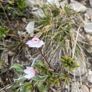 Caladenia alpina at Kosciuszko National Park, NSW - suppressed